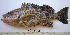  ( - JNC-3142)  @15 [ ] CreativeCommons - Attribution Non-Commercial Share-Alike (2011) J.L. Justine MNHN