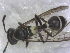  (Polybia sp. AO2 - EPMF208)  @12 [ ] Copyright (2013) Unspecified ECOSUR