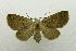  (Ophyx bethunei - USNM ENT 00731629)  @15 [ ] Unspecified (default): All Rights Reserved  Unspecified Unspecified