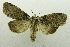  (Gadirtha impingens - USNM ENT 00731636)  @14 [ ] Unspecified (default): All Rights Reserved  Unspecified Unspecified