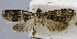  ( - USNM ENT 00731824a)  @12 [ ] Unspecified (default): All Rights Reserved  Unspecified Unspecified