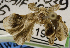  ( - USNM ENT 00933840a)  @11 [ ] Unspecified (default): All Rights Reserved  Unspecified Unspecified