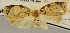  (Adoxophyes sp. ADY0065 - USNM ENT 01016382)  @11 [ ] Unspecified (default): All Rights Reserved  Unspecified Unspecified