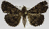  (Bocana sp - USNM ENT 01069417)  @11 [ ] Unspecified (default): All Rights Reserved  Unspecified Unspecified