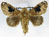  (Caeculia - USNM ENT 01069501)  @15 [ ] Unspecified (default): All Rights Reserved  Unspecified Unspecified