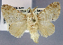  (Limacodilla lasthenioides - USNM ENT 01069503)  @11 [ ] Unspecified (default): All Rights Reserved  Unspecified Unspecified