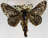  (Limacodilla albiapicata - USNM ENT 01069505)  @11 [ ] Unspecified (default): All Rights Reserved  Unspecified Unspecified