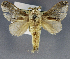  (Limacodilla phyllia - USNM ENT 01069507)  @11 [ ] Unspecified (default): All Rights Reserved  Unspecified Unspecified