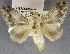  (Limacodilla praepoggia - USNM ENT 01069508)  @13 [ ] Unspecified (default): All Rights Reserved  Unspecified Unspecified