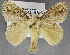  (Nesara drucei - USNM ENT 01069509)  @14 [ ] Unspecified (default): All Rights Reserved  Unspecified Unspecified