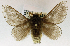  (Labedera simulans - USNM ENT 01069512)  @14 [ ] Unspecified (default): All Rights Reserved  Unspecified Unspecified