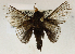  (Labedera hirtipes - USNM ENT 01069513)  @13 [ ] Unspecified (default): All Rights Reserved  Unspecified Unspecified