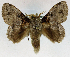  (Hydriasia murina - USNM ENT 01069514)  @11 [ ] Unspecified (default): All Rights Reserved  Unspecified Unspecified