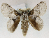  (Hydriasia victoris - USNM ENT 01069515)  @14 [ ] Unspecified (default): All Rights Reserved  Unspecified Unspecified