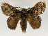  (Hydriasia incopiosa - USNM ENT 01069517)  @14 [ ] Unspecified (default): All Rights Reserved  Unspecified Unspecified