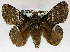  (Hydriasia maha - USNM ENT 01069518)  @11 [ ] Unspecified (default): All Rights Reserved  Unspecified Unspecified