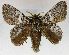  (Hydriasia directilinea - USNM ENT 01069519)  @11 [ ] Unspecified (default): All Rights Reserved  Unspecified Unspecified