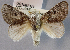  (Claphe castrensis - USNM ENT 01069530)  @14 [ ] Unspecified (default): All Rights Reserved  Unspecified Unspecified