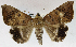  (Achaea violaceofascia - USNM ENT 01069547)  @14 [ ] Unspecified (default): All Rights Reserved  Unspecified Unspecified