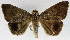  (Achaea albicilia - USNM ENT 01069567)  @13 [ ] Unspecified (default): All Rights Reserved  Unspecified Unspecified