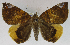  (Achaea chrysopera - USNM ENT 01069568)  @14 [ ] Unspecified (default): All Rights Reserved  Unspecified Unspecified