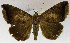 (Achaea cupreitincta - USNM ENT 01069569)  @11 [ ] Unspecified (default): All Rights Reserved  Unspecified Unspecified