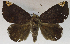  (Achaea dasybasis - USNM ENT 01069570)  @14 [ ] Unspecified (default): All Rights Reserved  Unspecified Unspecified