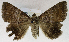  (Achaea determinata - USNM ENT 01069571)  @13 [ ] Unspecified (default): All Rights Reserved  Unspecified Unspecified