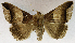  (Achaea echo - USNM ENT 01069572)  @11 [ ] Unspecified (default): All Rights Reserved  Unspecified Unspecified