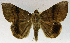  (Achaea faber - USNM ENT 01069574)  @11 [ ] Unspecified (default): All Rights Reserved  Unspecified Unspecified