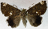  (Achaea illustrata - USNM ENT 01069576)  @14 [ ] Unspecified (default): All Rights Reserved  Unspecified Unspecified