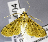 (Conogethes sp. AAD8750 - USNM ENT 01175093)  @12 [ ] Unspecified (default): All Rights Reserved  Unspecified Unspecified