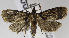  ( - USNM ENT 01175655)  @14 [ ] Unspecified (default): All Rights Reserved  Unspecified Unspecified