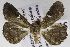  (Bocana albipalpalis - USNM ENT 01175812)  @13 [ ] Unspecified (default): All Rights Reserved  Unspecified Unspecified