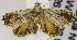  (Hilarographa sp. AAG4812 - USNM ENT 01175851)  @13 [ ] Unspecified (default): All Rights Reserved  Unspecified Unspecified