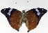  ( - USNM ENT 01178002)  @11 [ ] Unspecified (default): All Rights Reserved  Unspecified Unspecified