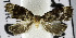  ( - USNM ENT 01178008)  @11 [ ] Unspecified (default): All Rights Reserved  Unspecified Unspecified