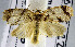  (Adoxophyes sp. AAB5052 - USNM ENT 01178031)  @14 [ ] Unspecified (default): All Rights Reserved  Unspecified Unspecified