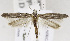  (Yponomeuta subplumbella - USNM ENT 01200091)  @13 [ ] Unspecified (default): All Rights Reserved  Unspecified Unspecified