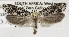  (Yponomeuta africanus - USNM ENT 01200099)  @13 [ ] Unspecified (default): All Rights Reserved  Unspecified Unspecified
