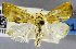  (Earias becqueti - USNM ENT 01373278)  @11 [ ] Unspecified (default): All Rights Reserved  Unspecified Unspecified