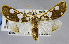  (Cirrhochrista perbrunnaelis - USNM ENT 01373317)  @11 [ ] Unspecified (default): All Rights Reserved  Unspecified Unspecified