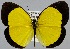  (Eurema puella - USNM ENT 01374214)  @14 [ ] Unspecified (default): All Rights Reserved  Unspecified Unspecified