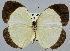  (Eurema puella - USNM ENT 01374215)  @14 [ ] Unspecified (default): All Rights Reserved  Unspecified Unspecified