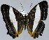  (Cyrestis achates - USNM ENT 01374223)  @13 [ ] Unspecified (default): All Rights Reserved  Unspecified Unspecified