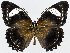  ( - USNM ENT 01374225)  @15 [ ] Unspecified (default): All Rights Reserved  Unspecified Unspecified