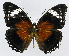  (Cethosia cydippe alkmene - USNM ENT 01374226)  @15 [ ] Unspecified (default): All Rights Reserved  Unspecified Unspecified