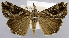  (Hypena jussalis - USNM ENT 01374310)  @11 [ ] Unspecified (default): All Rights Reserved  Unspecified Unspecified