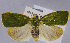  (Earias glaucescens - USNM ENT 01374360)  @11 [ ] Unspecified (default): All Rights Reserved  Unspecified Unspecified