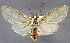  (Amerila lupina - USNM ENT 01374371)  @11 [ ] Unspecified (default): All Rights Reserved  Unspecified Unspecified